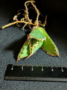 7/19Be iIAKx `^m^ FO-222  xA[gctitanota FO-222 