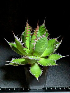 8/1Be iAKxEz_ xA[gcagave horrida 