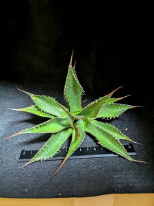 8/1Be iAKxEWFg[ W[YxA[gc agave gentryi "Jaws"