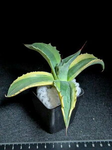 8/1Be iAKxEIoeBtHA IJxA[gcovatifolia variegated 'ORCA'