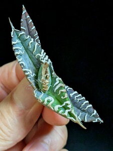 8/1Be iIAKx `^m^ H  xA[gcTitanota White Ghost 