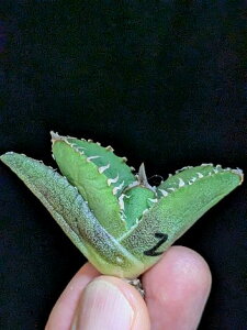 8/1撮影 現品!◇アガベ チタノタ 疣猪◇ ベアルート苗◇Titanota warthog ◇