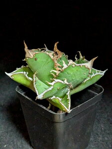 8/1撮影 現品◇アガベ・チタノタ 冰雹◇ベアルート苗◇titanota 'Hyou'◇