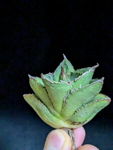 8/1Be iAKxE`^m^ u蹁xA[gctitanota 'Hyou'