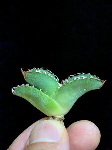 8/1Be iIAKx `^m^ kT jK xA[gcAgave-Titanota alligator snapper