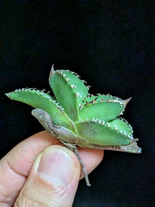 8/1Be iIAKx `^m^ kT jK xA[gcAgave-Titanota alligator snapper