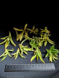 ※同時購入割引あり!◇アガベ・姫乱雪・パルビフローラ バリエガタ ◎ベアルート お任せ苗◎parviflora f. variegata