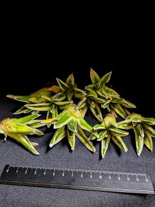 ※同時購入割引あり!◇アガベ 笹の雪 輝山 ビクトリアレジーナ・ベアルート苗◇お任せ株◇Agave victoriae reginae kizan◇