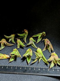 ※同時購入割引あり！◇アガベ チタノタ 阿修羅◇ベアルート お任せ苗◇titanota asyura