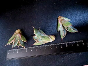 wI聞AKx `^m^ ubNu[сEBB xA[g Cctitanota BB 'Variegata'