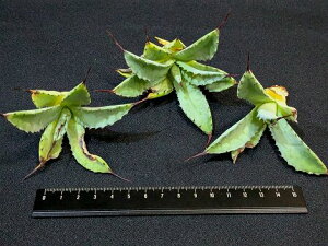 �������w����������I���A�K�x ���r���_�� �x�A���[�g�c��Hakkouraijin (macroacantha x potatorum) ���C�����I