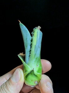 ��8/14�B�e ���i���A�K�x ���b�v���G�t�F�N�g�� �x�A���[�g�c��Agave salmiana ver.felox Ripple�EEffect��