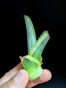 ��8/14�B�e ���i���A�K�x ���b�v���G�t�F�N�g�� �x�A���[�g�c��Agave salmiana ver.felox Ripple�EEffect��