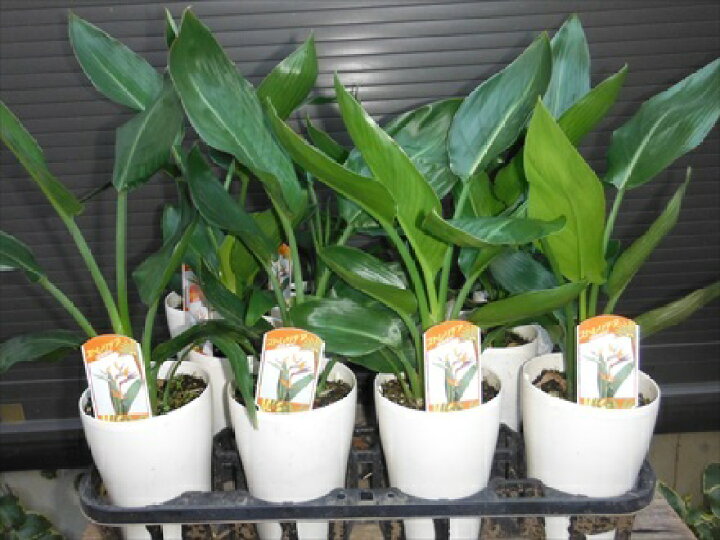 楽天市場 ストレリチア ストレチア レギネ 50 極楽鳥花 人気観葉植物 本州四国は送料無料 緑花木ネットストアー