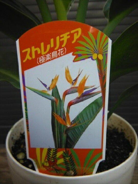 楽天市場 ストレリチア ストレチア レギネ 50 極楽鳥花 人気観葉植物 本州四国は送料無料 緑花木ネットストアー