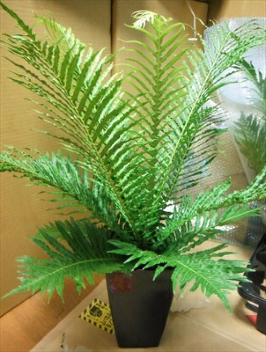 楽天市場 ブレクナム シルバーレディー 5号 シダ植物 希少種 観葉植物 緑花木ネットストアー