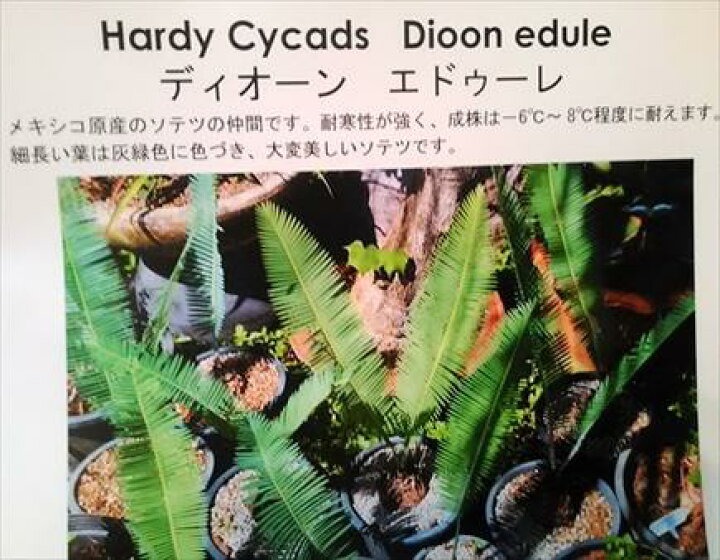 楽天市場】◇◇ディオーン・エデュレ◇◇サイカス◇ソテツ◇品薄 