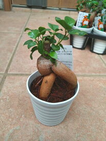 ◇ガジュマル・3号◇手のひらサイズ！プラ鉢又は陶器鉢！