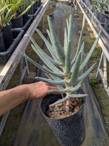 AGEfBRg} 5fRg} (bF) Cc Aloe dichotoma