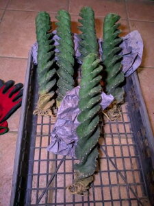wIT{eEZEXEyrAiXEXsXCereus peruvianus f. espiralisfExA[gcC