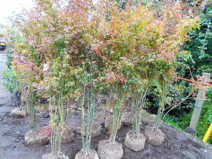 楽天市場 株立ち いろはもみじ イロハモミジ 株立ち0 イロハ紅葉 お任せ株 緑花木ネットストアー