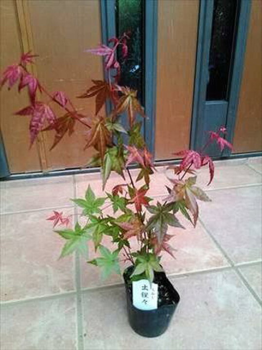 楽天市場 デショウジョウモミジ 出猩々紅葉 もみじ 楓 お任せ株 本州四国は送料無料 緑花木ネットストアー 楽天市場 デショウジョウモミジ 出猩々紅葉 もみじ 楓 お任せ株 本州四国は送料無料 緑花木ネットストアー