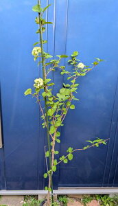 4/19撮影 現品!◇オオデマリ ◇≪大手毬≫オオテマリ◇お買い得サイズ!