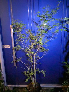 10/28Be iICn~WEICngt~WJGf