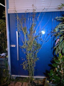 10/28撮影 現品!イロハモミジ・5本 株立ち!★イロハ紅葉★モミジ★楓★カエデ★