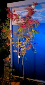 11/19Be iIóXgt óX~WfVEWE~W݂wOKI