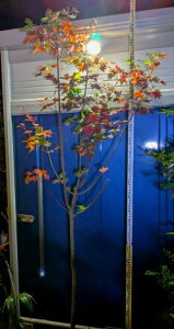 11/19Be iIuzցIRnE`JGfŁ݂gt~W{BlI