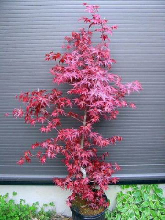 楽天市場 もみじ 出猩々紅葉 70 デショウジョウモミジ 苗木 緑花木ネットストアー 楽天市場 もみじ 出猩々紅葉 70 デショウジョウモミジ 苗木 緑花木ネットストアー