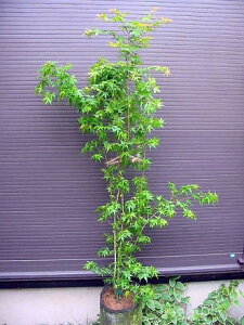 ݂͂Cn~WE160CngtEI{BlI