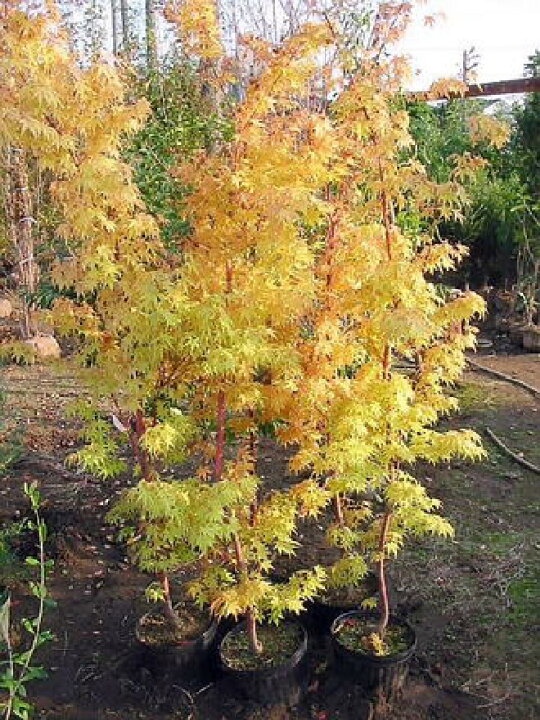 楽天市場 もみじ 珊瑚閣紅葉 140 サンゴカクモミジ 本州四国は送料無料 緑花木ネットストアー