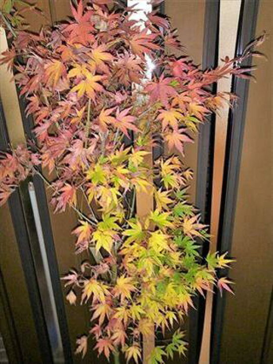 楽天市場】☆いろはもみじ☆≪イロハ紅葉・110≫☆イロハモミジ☆お 