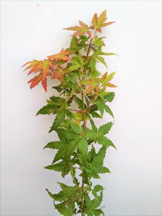 楽天市場】☆いろはもみじ☆≪イロハ紅葉・110≫☆イロハモミジ☆お 