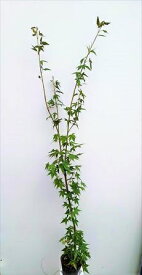 ★いろはもみじ★≪イロハ紅葉・単木180≫★イロハモミジ・お任せ株★