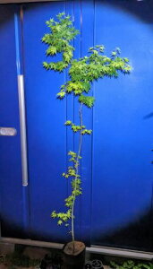 ݂͂CngtEP200⁚Cn~WwOKI