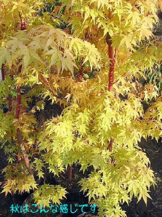 楽天市場 もみじ 珊瑚閣紅葉 240 サンゴカクモミジ L 緑花木ネットストアー