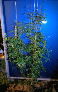 10/28撮影 現品 ≪シマトネリコ 株立ち ≫ ボリューム株!◎到着日時指定OK!