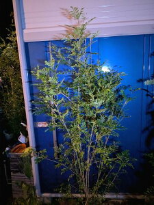 10/28Be i V}glR   {[IwOKI