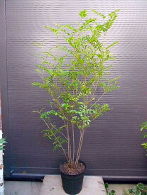 ◎シマトネリコ・10号 鉢植え◎140CM前後のお任せ株！◎人気常緑樹◎本州四国送料無料！到着日時指定OK！