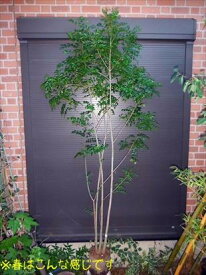 シマトネリコ・株立ち◎200◎お任せ株◎人気常緑樹◎送料無料（本州・四国）