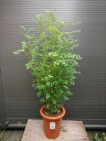 上級品！◎シマトネリコ90・7号鉢植え◎8本以上の株立ち！観葉植物◎人気常緑樹！送料込（本州四国)！◎