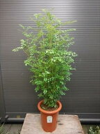 上級品！◎シマトネリコ90・7号鉢植え◎8本以上の株立ち！観葉植物◎