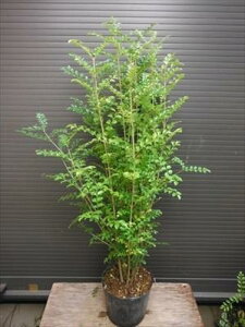 ㋉iIV}glR90Erj[|bgA8{ȏ̊IϗtAɂlCΎI