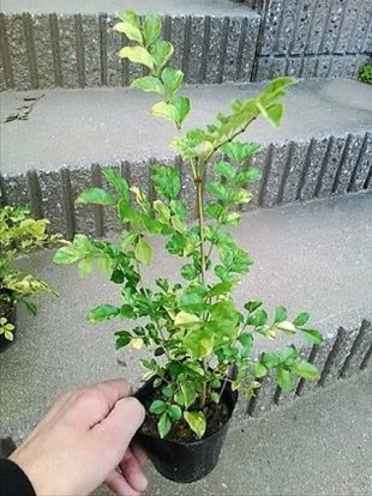 楽天市場 希少 斑入りシマトネリコ フイリシマトネリコ 庭木 鉢植え 観葉植物にも 人気常緑樹 送料込 本州四国 緑花木ネット ストアー
