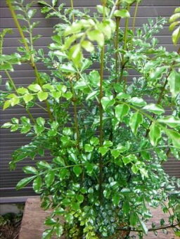 楽天市場 ココスヤシ ドラセナ 洋風庭木お任せ下さい 緑花木ネットストアー トップページ