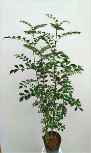 V}glRE80CcIlCΎI{BlI