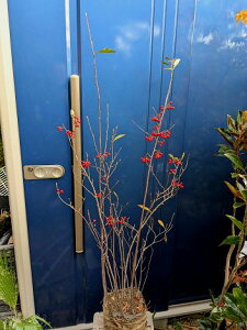 11/8Be iAjAԎiAueBtHAjNbNx[ lC̑{IlC؎B